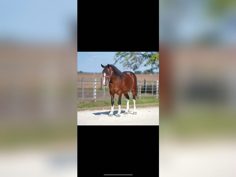 American Quarter Horse Gelding 10 years 13,2 hh Tobiano-all-colors in Inndependence IA
