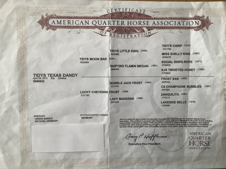 American Quarter Horse Gelding 10 years 13,3 hh Brown in Eschwege