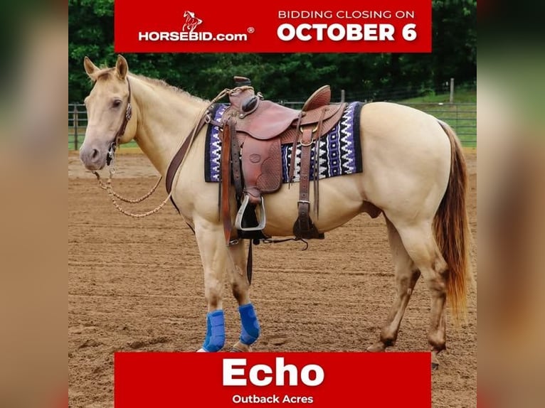 American Quarter Horse Gelding 10 years 13,3 hh Champagne in Dundee