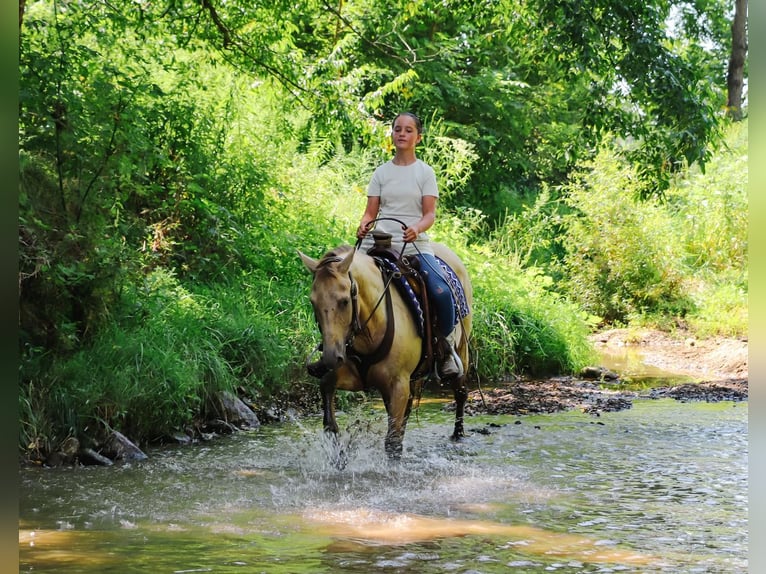 American Quarter Horse Gelding 10 years 13,3 hh Champagne in Dundee