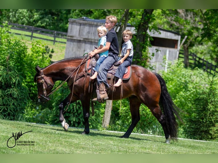 American Quarter Horse Mix Gelding 10 years 14,1 hh Bay in Fredericksburg, OH
