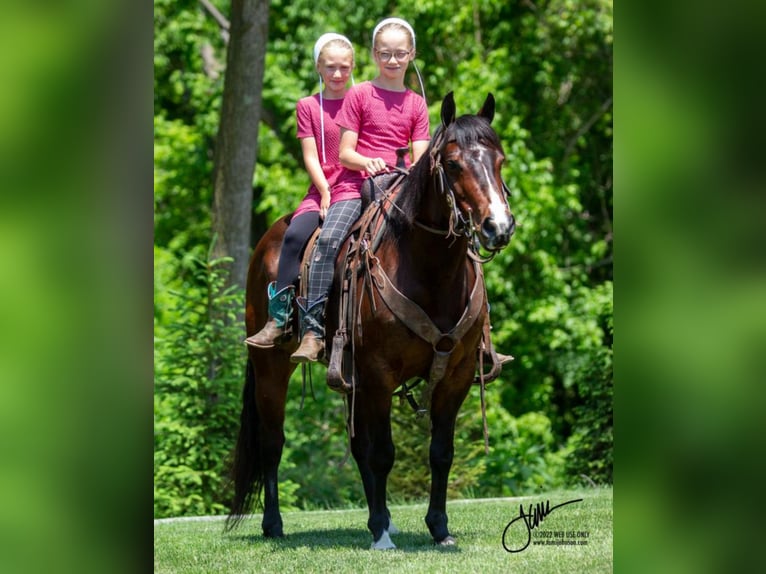American Quarter Horse Mix Gelding 10 years 14,1 hh Bay in Fredericksburg, OH