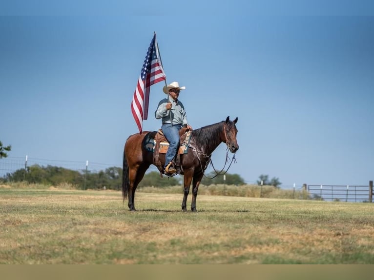 American Quarter Horse Gelding 10 years 14,1 hh Bay in Mt Vernon, TX