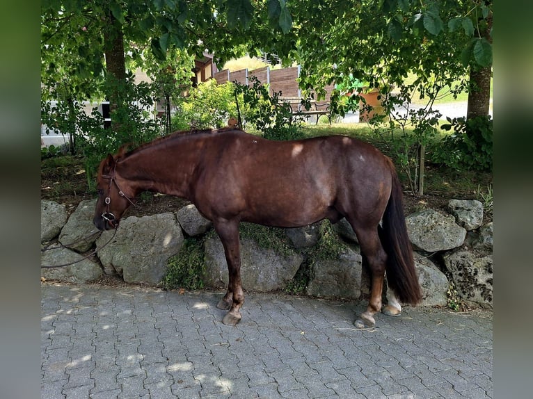 American Quarter Horse Mix Gelding 10 years 14.1 hh Chestnut in Hosenruck