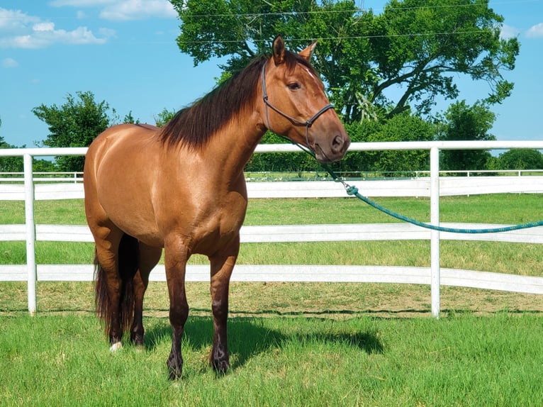 American Quarter Horse Gelding 10 years 14,1 hh Dun in Aubrey Tx