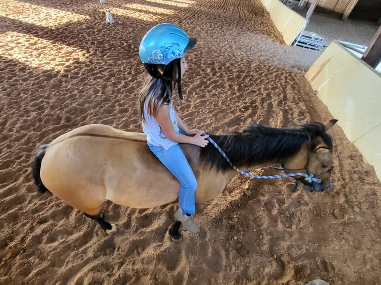 American Quarter Horse Gelding 10 years 14,1 hh Dun in Aubrey Tx