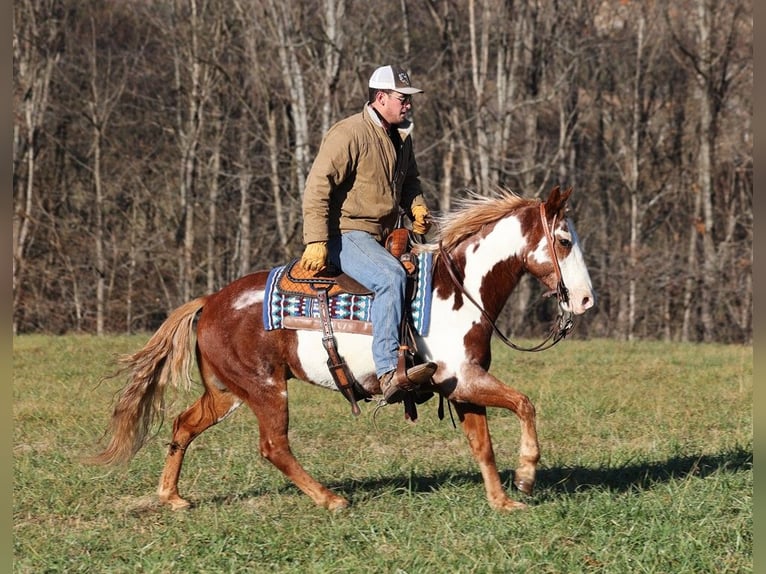 American Quarter Horse Gelding 10 years 14,1 hh Overo-all-colors in Somerset, KY