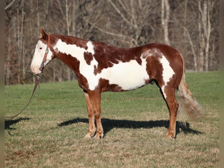 American Quarter Horse Gelding 10 years 14,1 hh Overo-all-colors in Somerset, KY