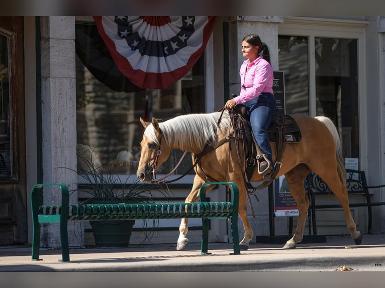 American Quarter Horse Gelding 10 years 14,1 hh Palomino in Granbury TX