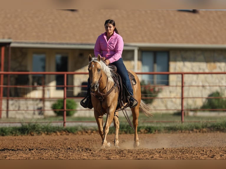 American Quarter Horse Gelding 10 years 14,1 hh Palomino in Granbury TX