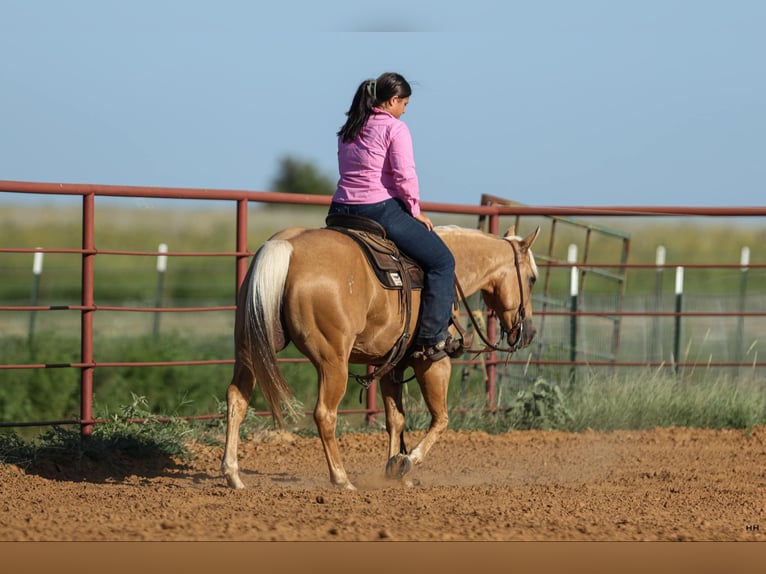 American Quarter Horse Gelding 10 years 14,1 hh Palomino in Granbury TX