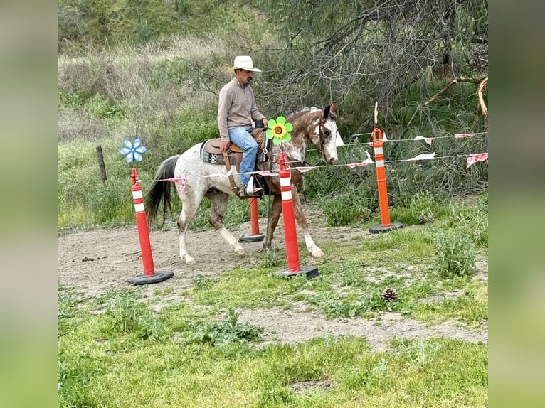 American Quarter Horse Gelding 10 years 14,1 hh Roan-Bay in Paicines CA