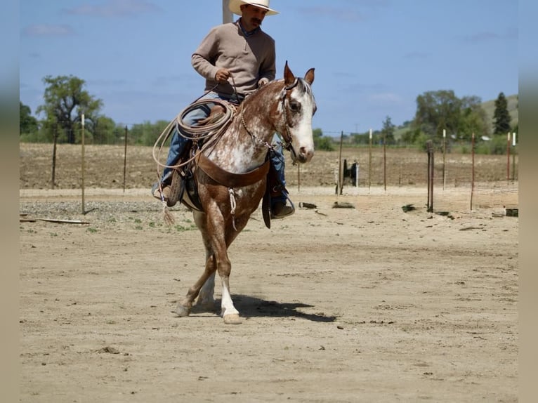 American Quarter Horse Gelding 10 years 14,1 hh Roan-Bay in Paicines CA