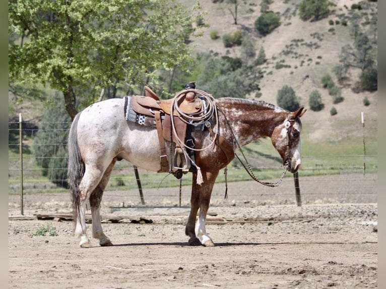 American Quarter Horse Gelding 10 years 14,1 hh Roan-Bay in Paicines CA