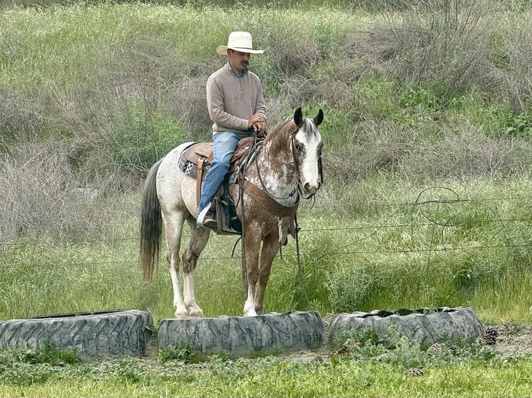 American Quarter Horse Gelding 10 years 14,1 hh Roan-Bay in Paicines CA