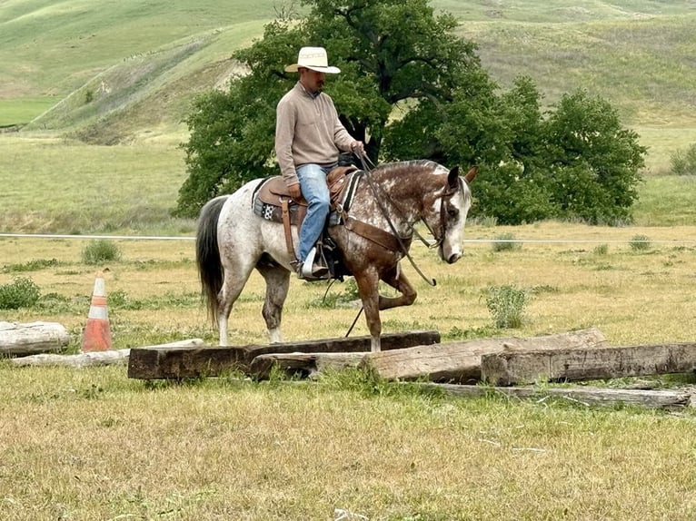 American Quarter Horse Gelding 10 years 14,1 hh Roan-Bay in Paicines CA