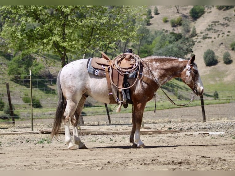 American Quarter Horse Gelding 10 years 14,1 hh Roan-Bay in Paicines CA