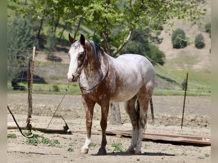 American Quarter Horse Gelding 10 years 14,1 hh Roan-Bay in Paicines CA