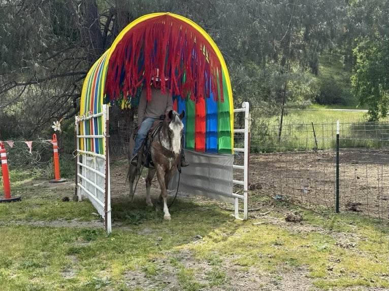 American Quarter Horse Gelding 10 years 14,1 hh Roan-Bay in Paicines CA