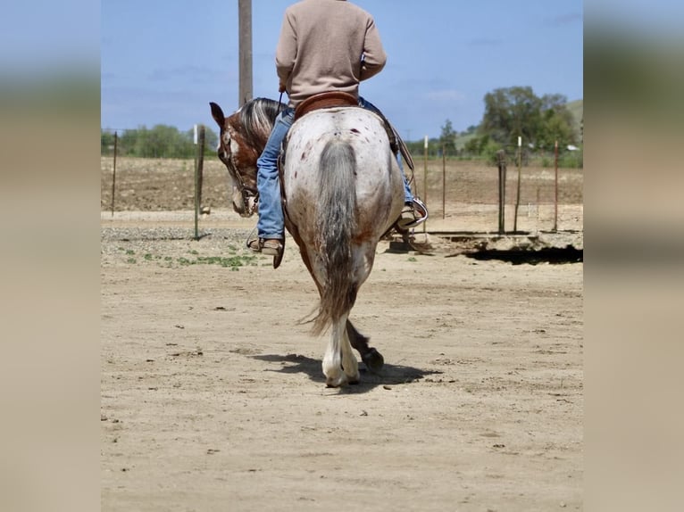 American Quarter Horse Gelding 10 years 14,1 hh Roan-Bay in Paicines CA