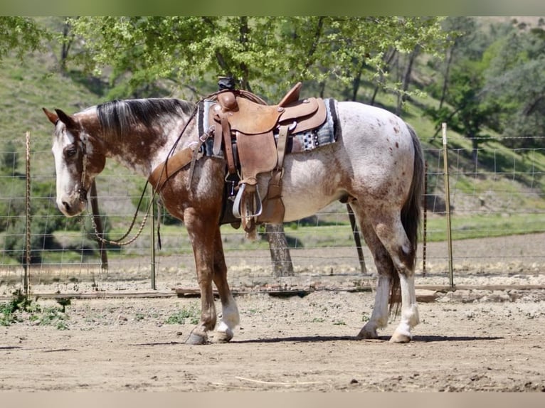 American Quarter Horse Gelding 10 years 14,1 hh Roan-Bay in Paicines CA