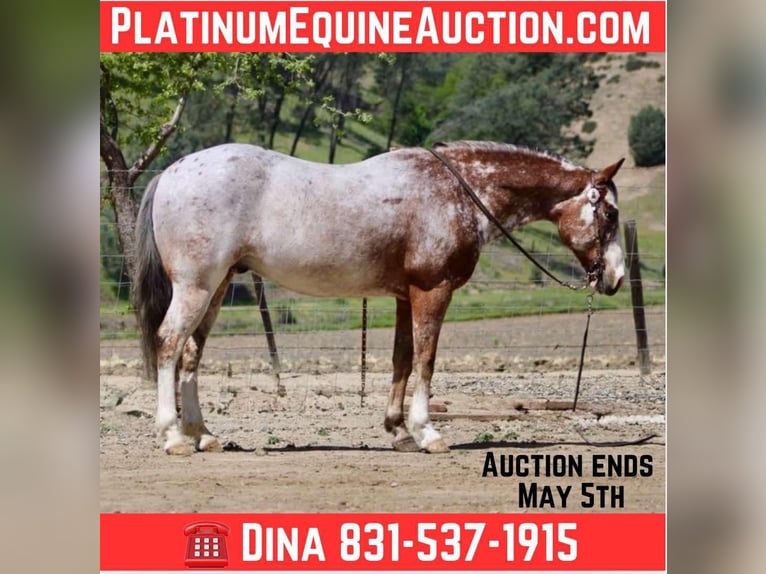 American Quarter Horse Gelding 10 years 14,1 hh Roan-Bay in Paicines CA