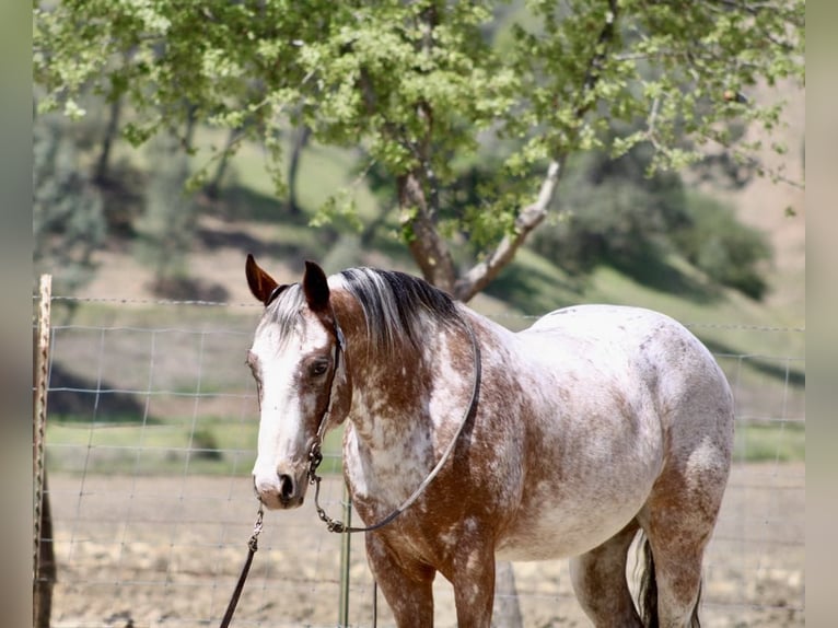 American Quarter Horse Gelding 10 years 14,1 hh Roan-Bay in Paicines CA