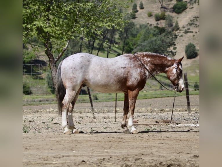 American Quarter Horse Gelding 10 years 14,1 hh Roan-Bay in Paicines CA