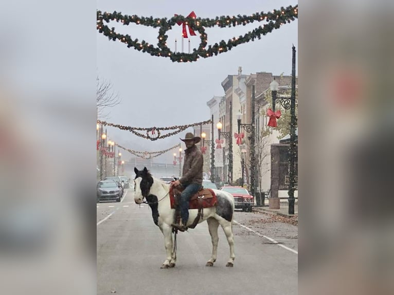 American Quarter Horse Gelding 10 years 14.1 hh Roan-Blue in Brooksville KY