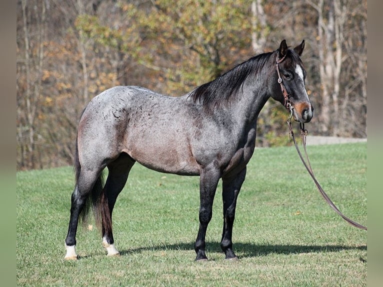 American Quarter Horse Gelding 10 years 14,1 hh Roan-Blue in Mount Vernon