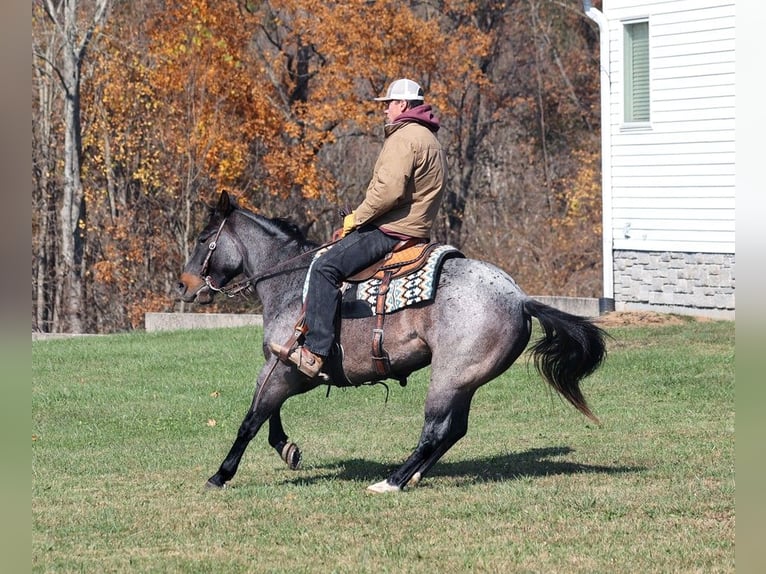 American Quarter Horse Gelding 10 years 14,1 hh Roan-Blue in Mount Vernon