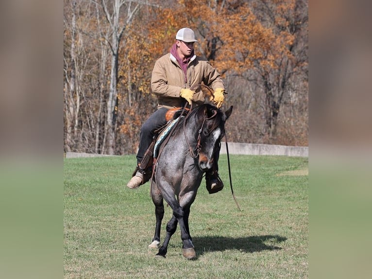 American Quarter Horse Gelding 10 years 14,1 hh Roan-Blue in Mount Vernon