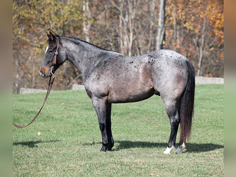 American Quarter Horse Gelding 10 years 14,1 hh Roan-Blue in Mount Vernon