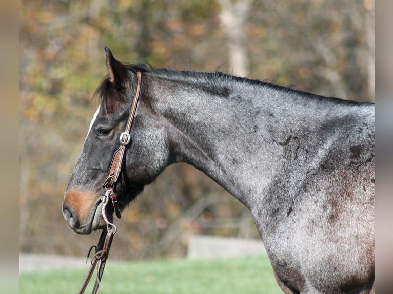 American Quarter Horse Gelding 10 years 14,1 hh Roan-Blue in Mount Vernon