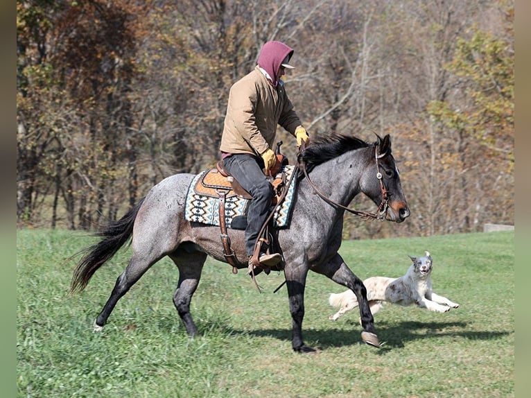 American Quarter Horse Gelding 10 years 14,1 hh Roan-Blue in Mount Vernon