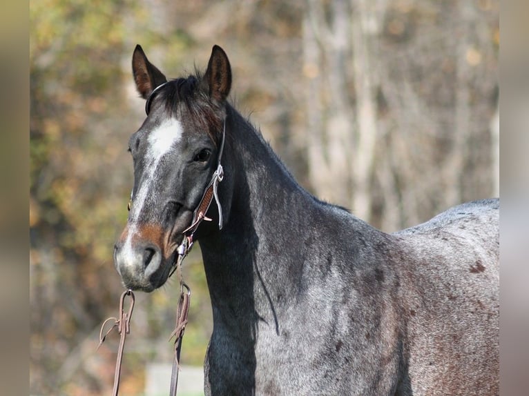 American Quarter Horse Gelding 10 years 14,1 hh Roan-Blue in Mount Vernon