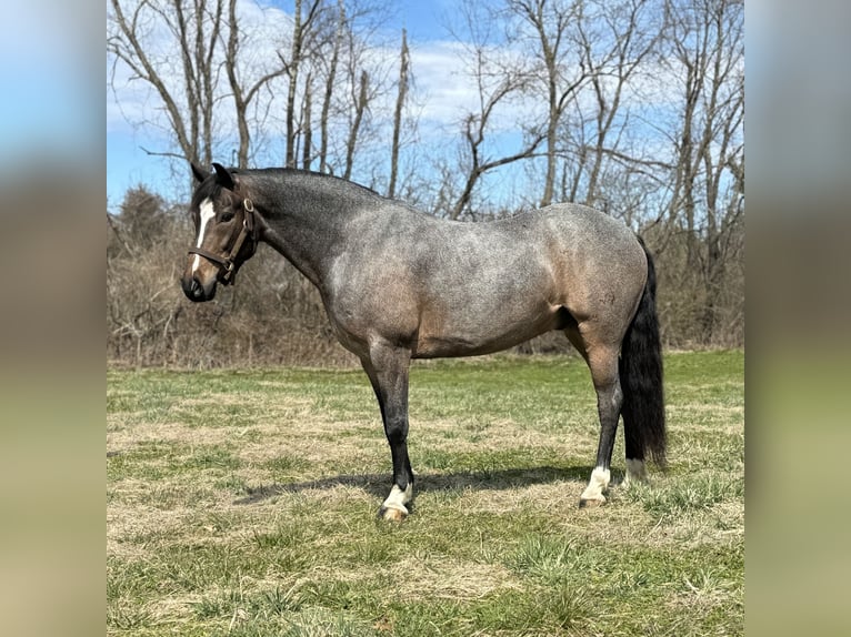 American Quarter Horse Gelding 10 years 14,1 hh Roan-Blue in Granby, CT