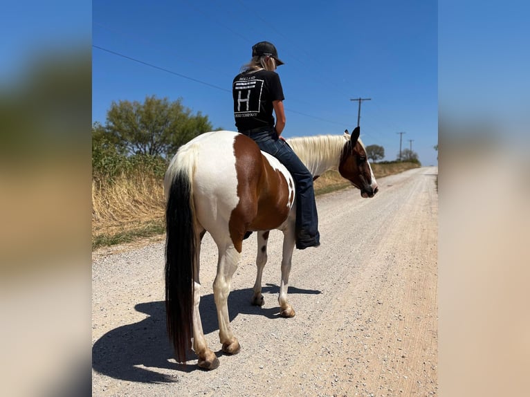 American Quarter Horse Gelding 10 years 14,1 hh Tobiano-all-colors in Bryers TX