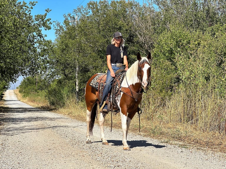 American Quarter Horse Gelding 10 years 14,1 hh Tobiano-all-colors in Bryers TX