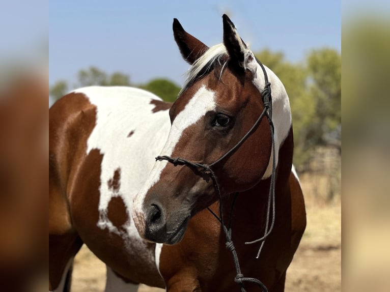 American Quarter Horse Gelding 10 years 14,1 hh Tobiano-all-colors in Bryers TX