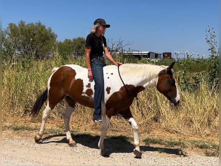 American Quarter Horse Gelding 10 years 14,1 hh Tobiano-all-colors in Bryers TX