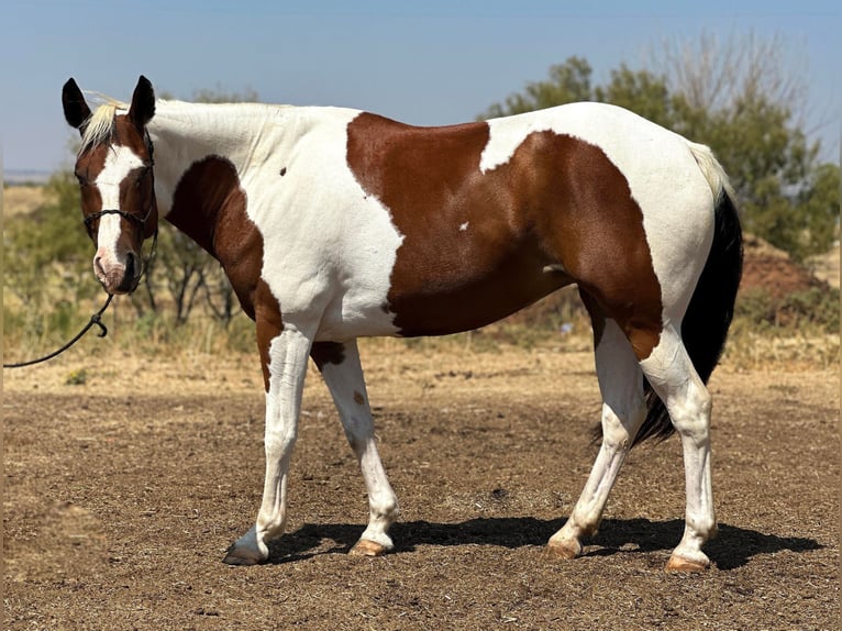 American Quarter Horse Gelding 10 years 14,1 hh Tobiano-all-colors in Bryers TX