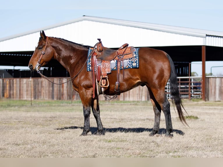 American Quarter Horse Gelding 10 years 14,2 hh Bay in Ravennna TX