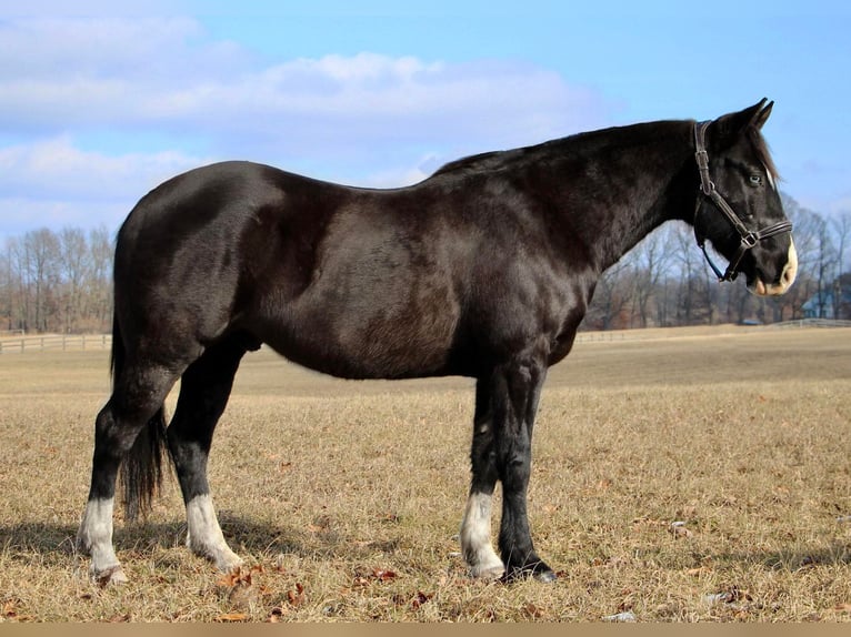 American Quarter Horse Gelding 10 years 14,2 hh Black in Highland Mi