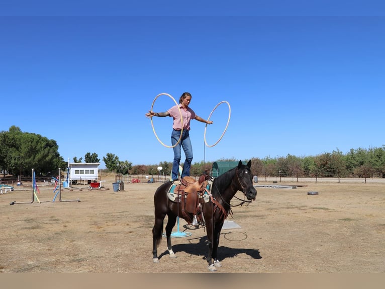 American Quarter Horse Gelding 10 years 14,2 hh Black in Pleasant Grove CA