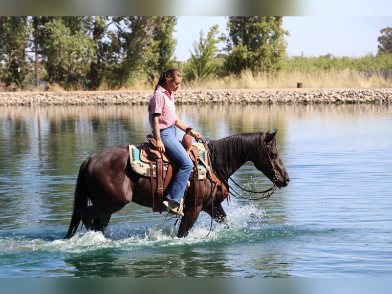 American Quarter Horse Gelding 10 years 14,2 hh Black in Pleasant Grove CA