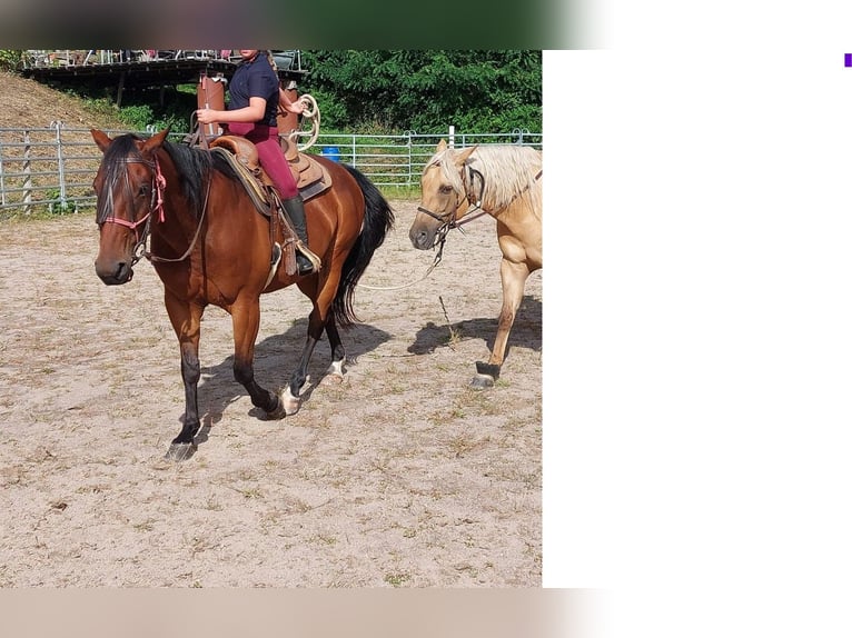 American Quarter Horse Gelding 10 years 14,2 hh Brown in Kleines Wiesental