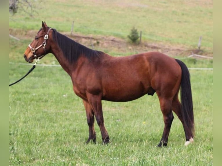 American Quarter Horse Gelding 10 years 14,2 hh Brown in Kleines Wiesental