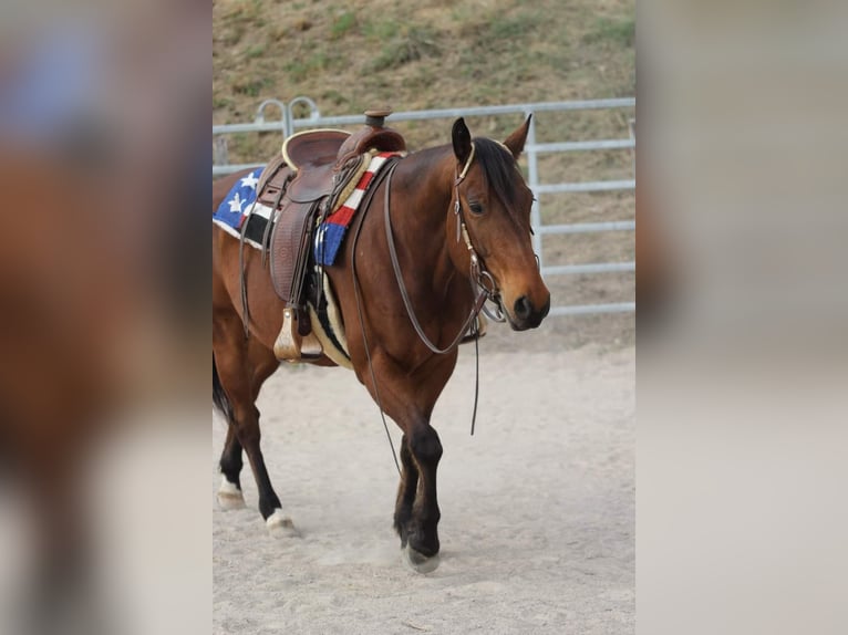 American Quarter Horse Gelding 10 years 14,2 hh Brown in Kleines Wiesental