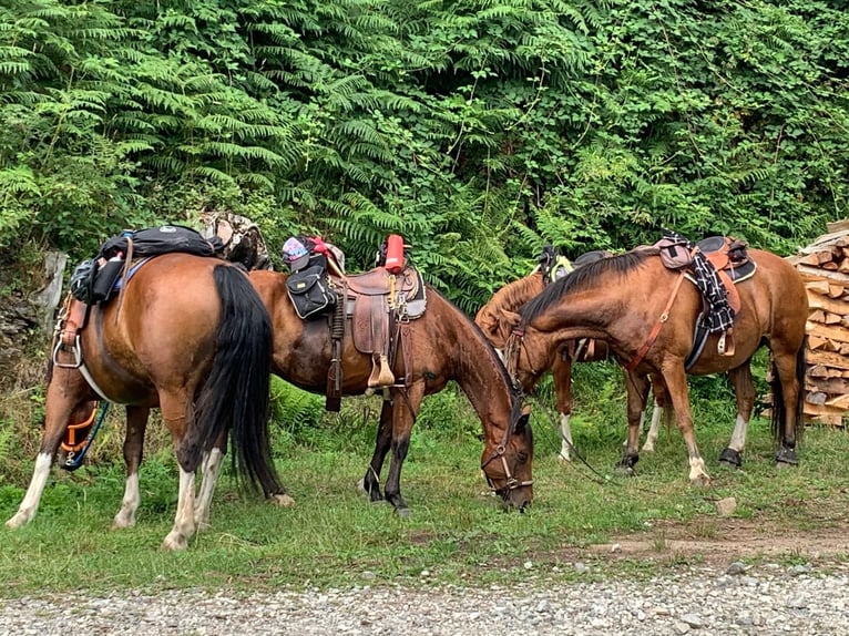 American Quarter Horse Gelding 10 years 14,2 hh Brown in Kleines Wiesental